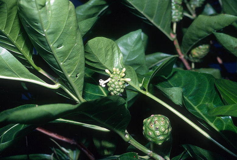 Morinda citrifolia